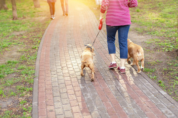 Back view of mature adult single woman walking with two cocker spaniel dogs by path at city park or forest during bright sunny day. Healthy lifestyle for senior person with pet care outdoors