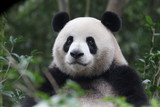 Fototapeta Zwierzęta - Funny Giant Panda, Da-Ni, is posing his cool action , China
