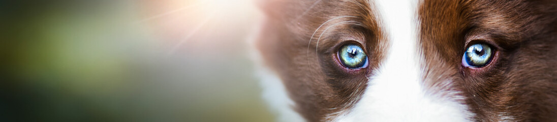 Detail of young border collie dog eyes wide banner.