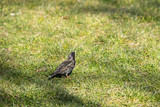 Fototapeta Londyn - On a sunny day, the starling looks for food in the green grass.