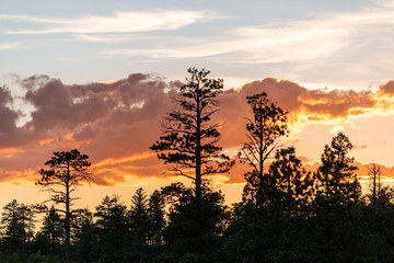 Wall Mural - Pine tree silhouette in Paria view overlook with beautiful twilight dark orange sky with clouds in Bryce Canyon National Park after sunset