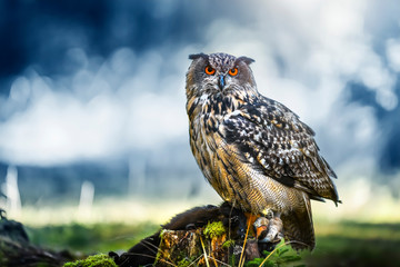 Wall Mural - Eurasian Eagle-Owl sitting with prey on moss stump in magic forest. (Bubo bubo)