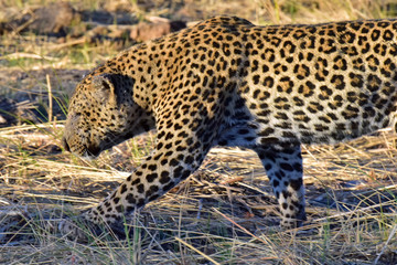 Wall Mural - Leopard