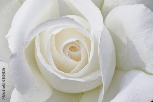 Naklejki róże   japonska-biala-roza