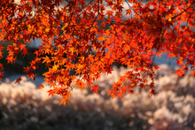 Close-up Of Maple Tree During Autumn