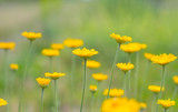Fototapeta Kosmos - small yellow flowers on a light background