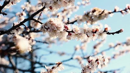 Wall Mural - Close-up of apricot flowers against the blue sky,
flowering trees in the spring season, natural background