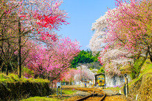 花咲くわたらせ渓谷鉄道