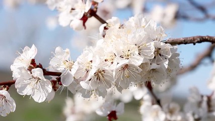 Wall Mural - Close-up of apricot flowers against the blue sky,
flowering trees in the spring season, natural background