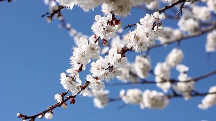 Wall Mural - Close-up of apricot flowers against the blue sky,
flowering trees in the spring season, natural background