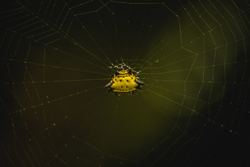 spider on web