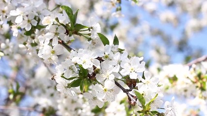 Wall Mural - flowering cherry branches in springtime close-up. Natural background