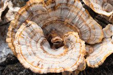 Spiraled Orange Striped Mushroom Close Up