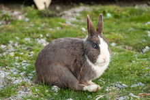 Close Up Portrait Of A Beautiful Blue Eyed Grey Rabbit With White Stripe Sitting On Its Leg On Green Grass Field Under The Shade Looking At Your Way
