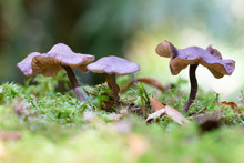 Three Small Fungi Or Mushroom.