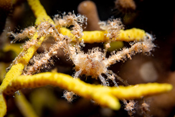 spider crab 2