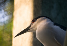 Low Angle View Of Black Crowned Night Heron
