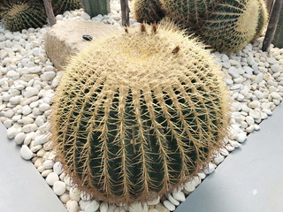 Cactus planted in The sky Garden at Nong Nooch tropical garden in Thailand.