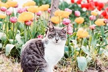Portrait Of Cat Sitting By Tulip Field