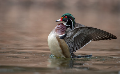 Poster - Wood duck 