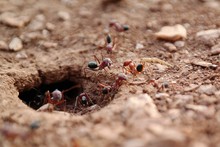 Close-up Of Ants On Field
