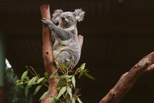 Koala Bear On Branch