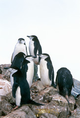 Wall Mural - Chinstrap penguins (Pygoscelis antarctica) on Half Moon Island, Bransfield Strait, Antarctica