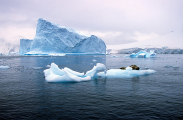 Wall Mural - Southern sea lion sleeping on ice floe with glaciers and icebergs in Paradise Harbor, Antarctica