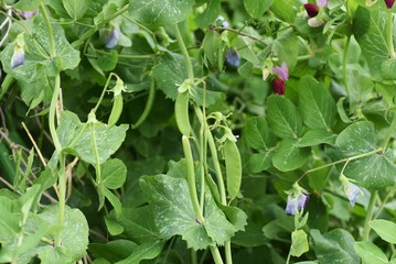 Wall Mural - Snow peas (Mange tout) / Fabaceae grass