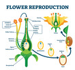 Flower reproduction vector illustration. Labeled process of new plants scheme