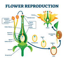 Flower Reproduction Vector Illustration. Labeled Process Of New Plants Scheme