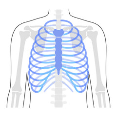 Sticker - Human rib cage anatomy