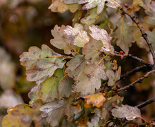 Close-up Of Leaves On Branch