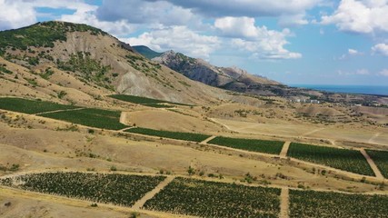 Wall Mural - Aerial beautiful view of mountain vineyard in Crimea, 4k