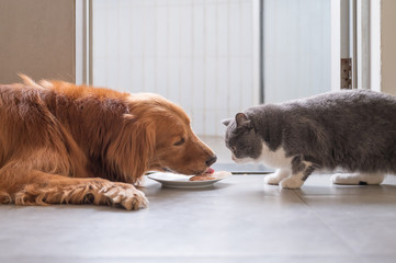 Wall Mural - British shorthair cat and golden retriever eating together