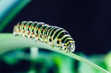 Caterpillar Of The Machaon Crawling On Green Leaves, Close-up
