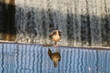 kaczka ptak woda wodospad