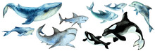 Set Of A Big Blue Whale, Shark, Orca Killer Whale, Dolphins With Cubs On A White Background, Panorama. Hand Drawn Watercolor.