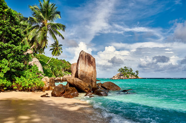 Sticker - Beach with palm tree and rocks landscape