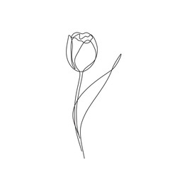 Wall Mural - Tulip flower one line drawing art