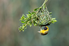 A Male Southern Masked Weaver Building Nest Of Green Grass
