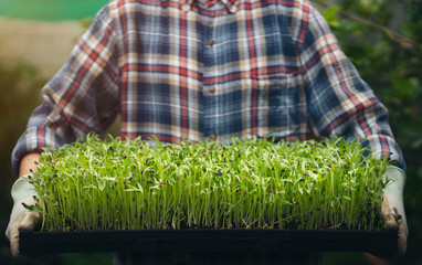 fresh micro green morning glory sprouts in tray with farmer