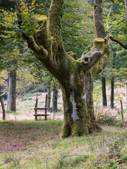 Wall Mural - Old moss-covered beech tree at the Otzarreta forest, Gorbea Natural Park, Biscay, Spain