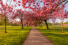 View Of Cherry Blossom Trees In Park