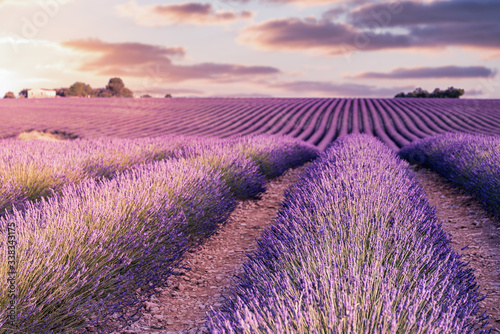 Fotomural France, Provence Alps Cote d'Azur, Valensole Plateau, Lavender Field at sunrise