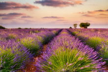 France, Provence Alps Cote D'Azur, Valensole Plateau, Lavender Field At Sunrise