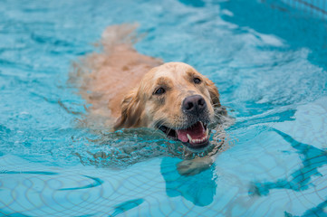 Wall Mural - Golden retriever swimming and playing in the pool