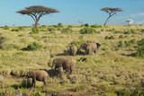 Fototapeta Sawanna - African Elephants in afternoon light at Lewa Conservancy, Kenya, Africa
