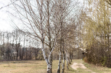 trees in the park