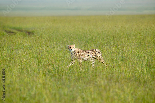 Cheetah stalking and walking through high grasslands of Masai Mara near Little G Canvas Print